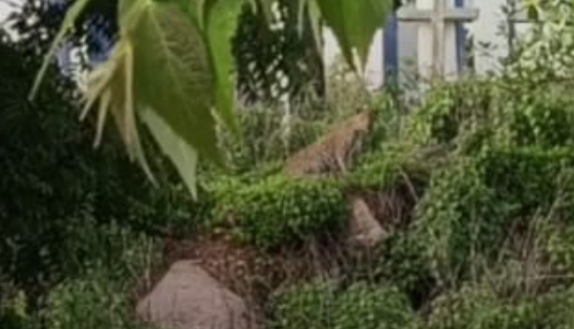 నగర శివారులోని నాగారం అటవీ ప్రాంతంలో చిరుత సంచారం... భయాందోళనలో స్థానికులు