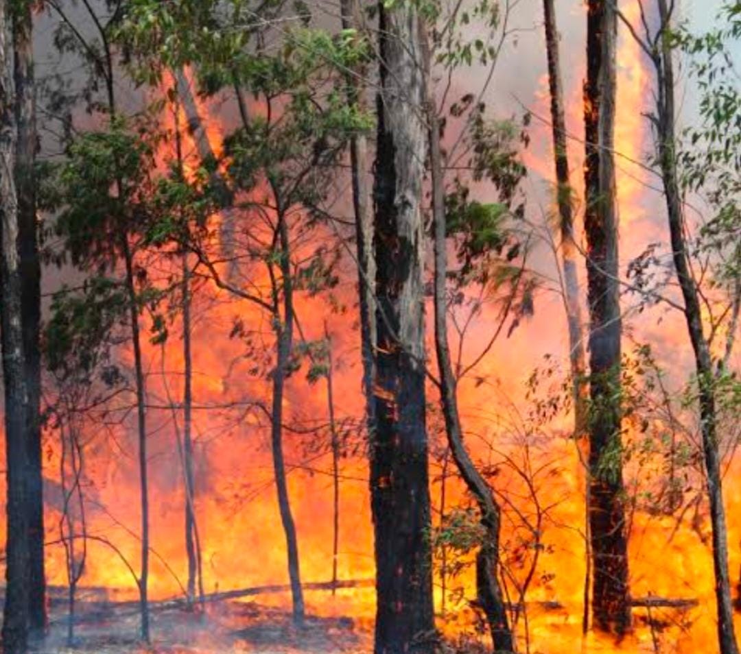 అడవికి అంటుకున్న కార్చిచ్చు: వందల ఎకరాల్లో అడవి దగ్ధం