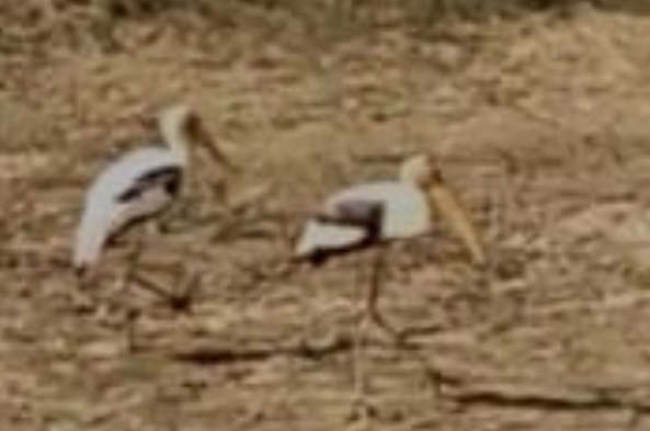 జిల్లాలో సందడి చేస్తున్న సైబీరియన్ కొంగలు