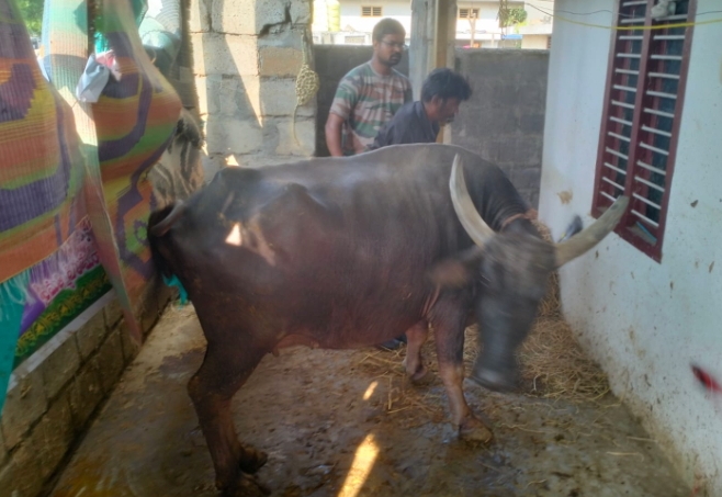 పాపకొల్లు గ్రామంలో గాలికుంటు టీకాలు పశువుల కు వేయించండి