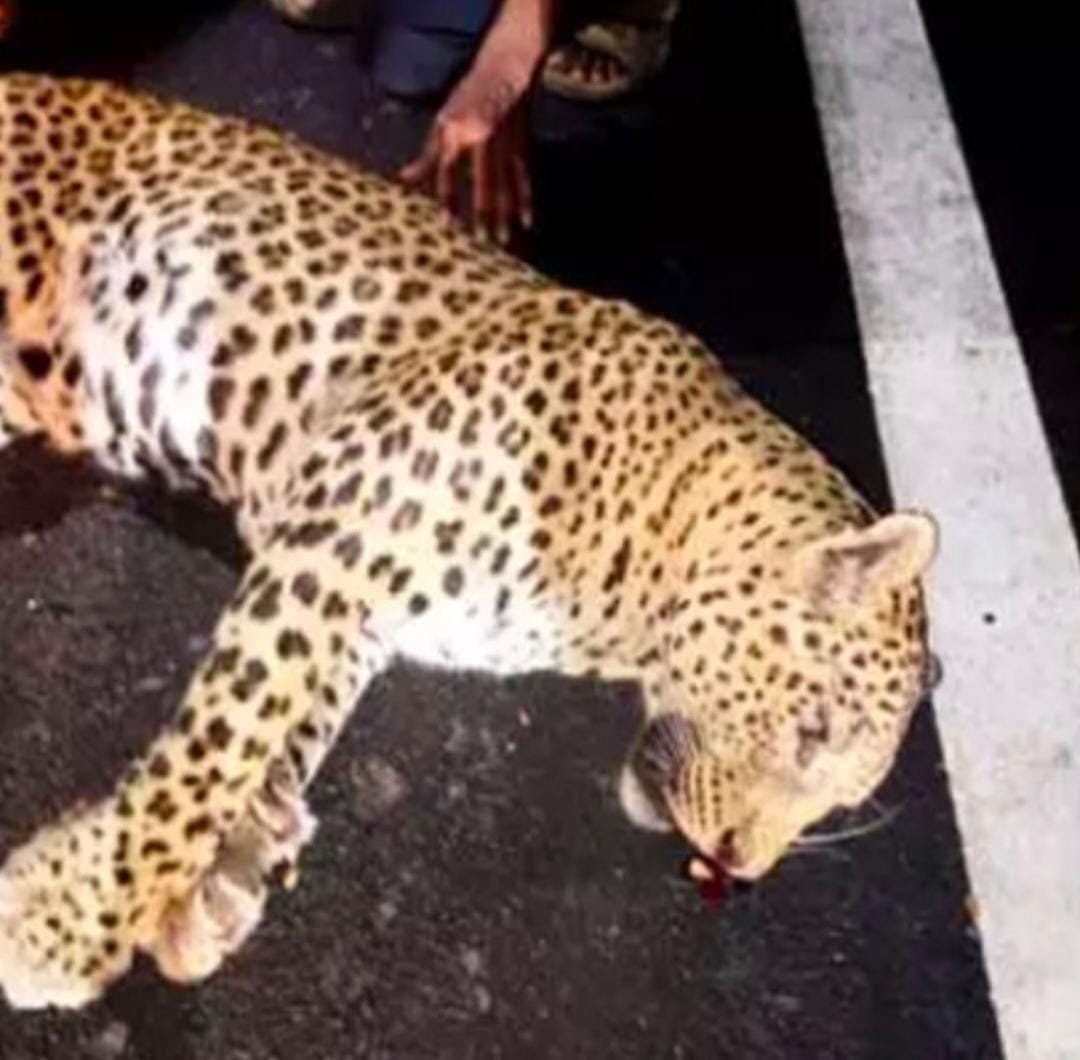 గుర్తు తెలియని వాహనం ఢీకొని చిరుత మృతి