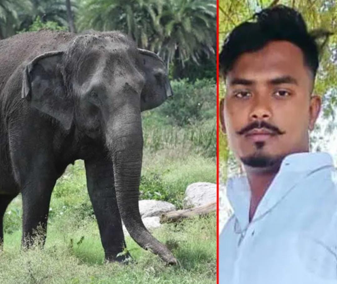 ఏనుగు దాడిలో జంతు సంరక్షకుడు మృతి