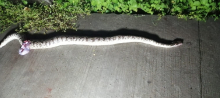 రాజన్న సిరిసిల్ల: శ్రీనగర్ కాలనీలో ఏడు అడుగుల కొండచిలువ ప్రత్యక్షం