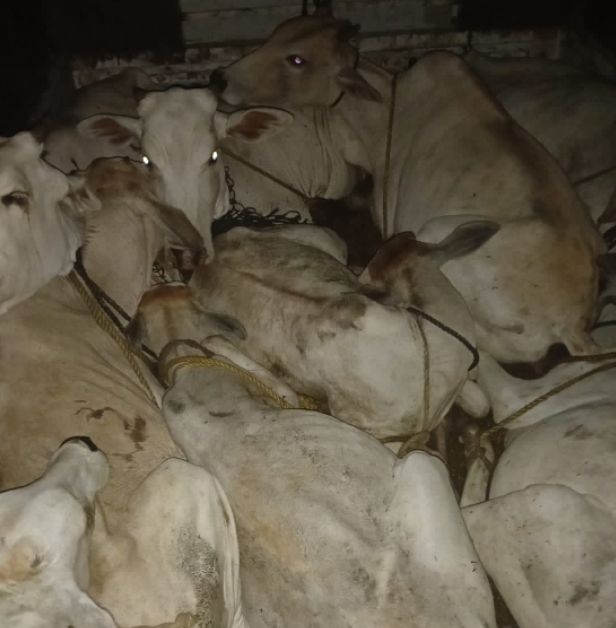 పశువుల అక్రమ రవాణాలను అరికట్టాలి : కొండా చరణ్ బీఎస్పీ చర్ల మండల అధ్యక్షులు