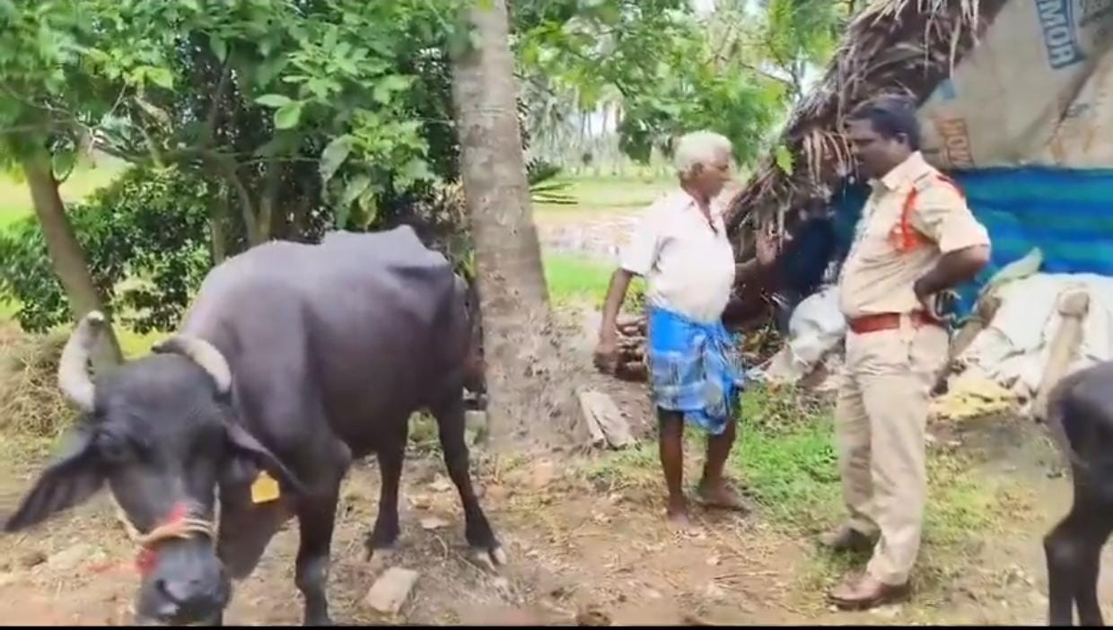 గేదెపై అత్యాచారం....