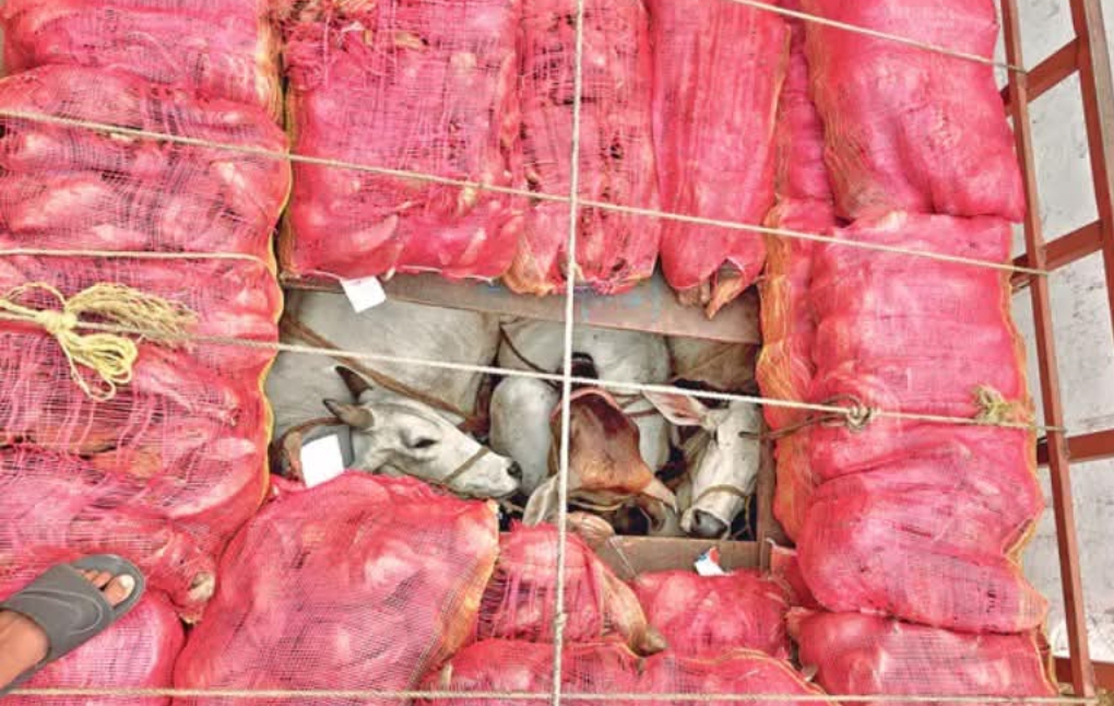 పైన కొబ్బరి పీచు లోడ్.. కింద ఆవులు