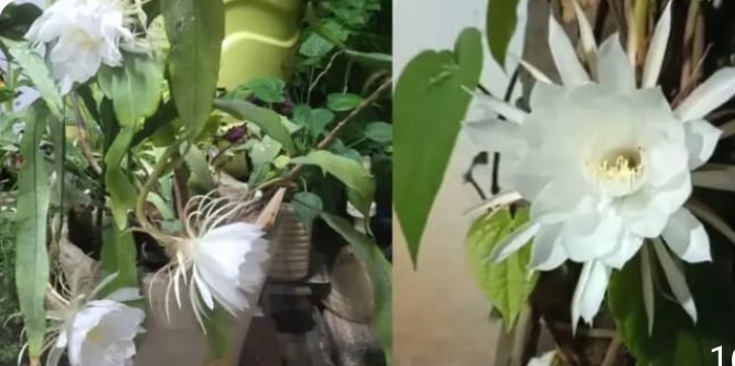 నిజామాబాద్ జిల్లాలో ఒకేరోజు మూడు ప్రాంతాల్లో విరబూసిన బ్రహ్మ కమలం పుష్పాలు