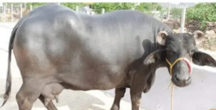 పాడి గేదెలు ఎత్తుకెళ్లిన దొంగలు