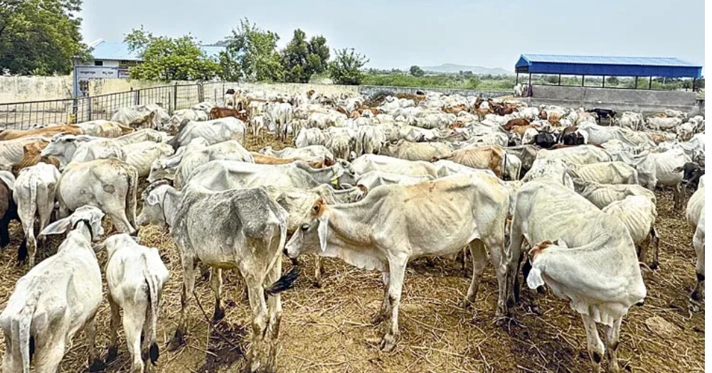 వేములవాడ రాజన్న గోశాలలో మరో ఆరు కోడెలు మృతి? 