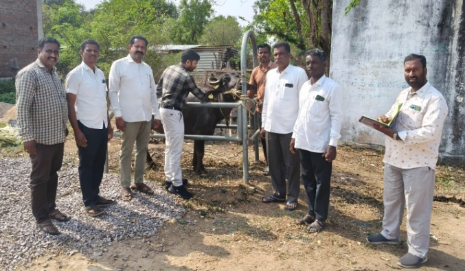 Daily Bharat గాలికుంట వ్యాధికి టీకాలు విజయ డైరీ అధ్యక్షులు ఆకుల రవికుమార్ 