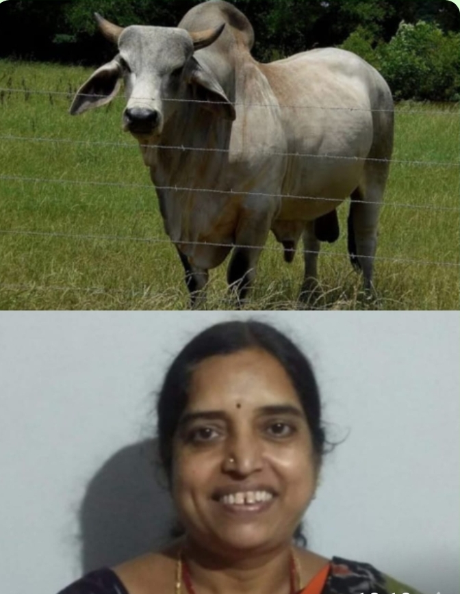 శీర్షిక : బసవన్న నీవెక్కడ 