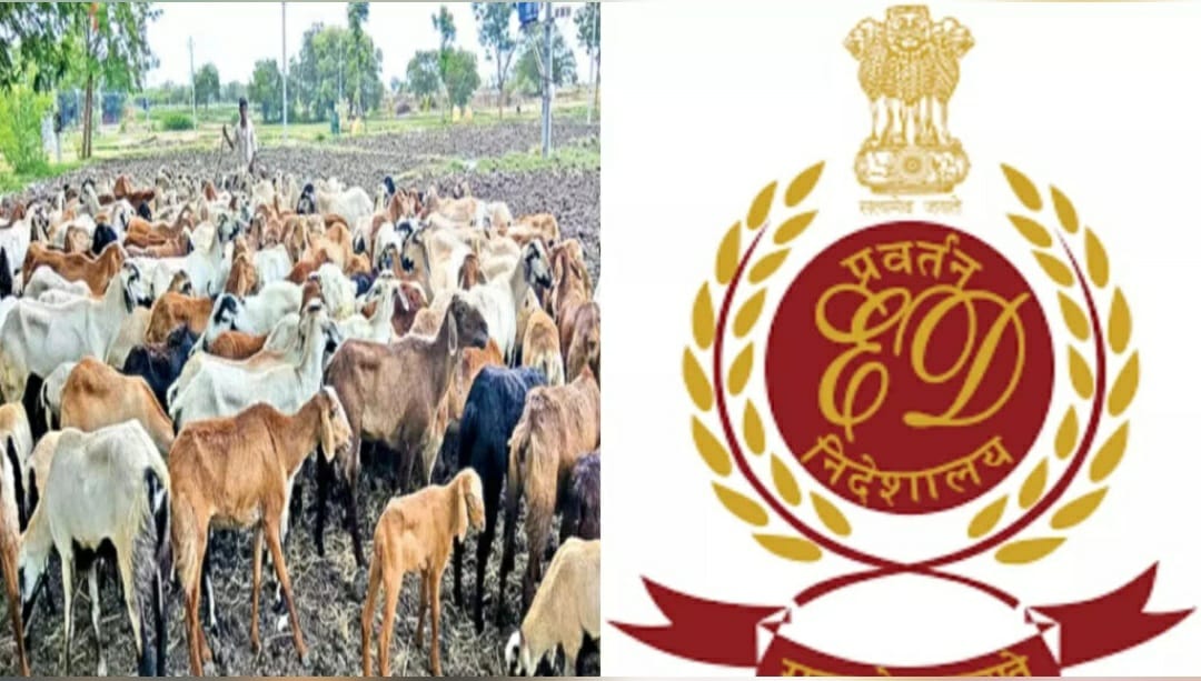 గొర్రెల పంపిణీ పథకంపై PMLA కింద కేసు నమోదు