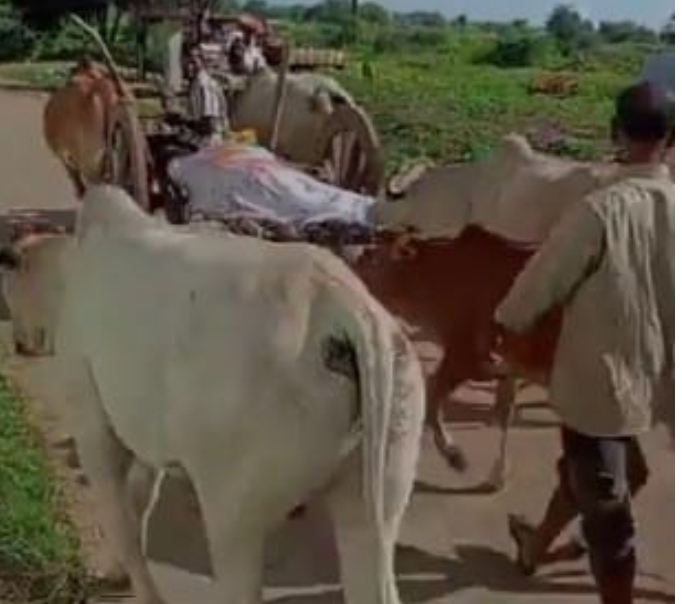 లేగ దూడ మృతి చెందిందని గోమాతల కన్నీటి వీడ్కోలు