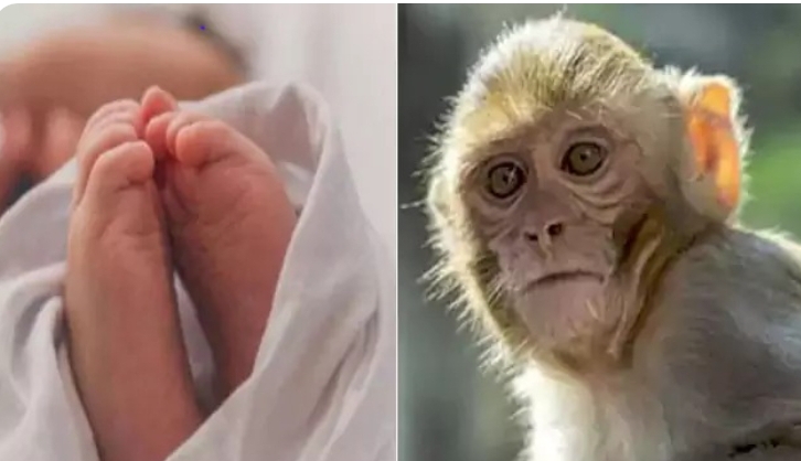 పసికందును బావిలో పడేసిన కోతి.. కాపాడిన డైపర్