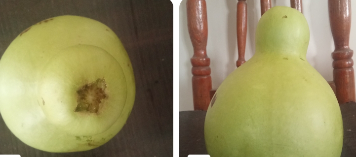 ఇందూరులో ఒకరి కూరగాయల తోటలో కాసిన వింత ఆకారపు సొరకాయ