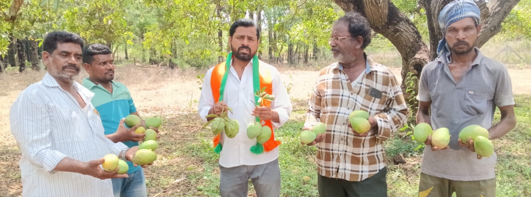 Daily Bharat గాలి వర్షానికి నష్టపోయిన మామిడి రైతులను ప్రభుత్వం ఆదుకోవాలి : బీజేపీ నాయకులు తంబళ్ల రవి