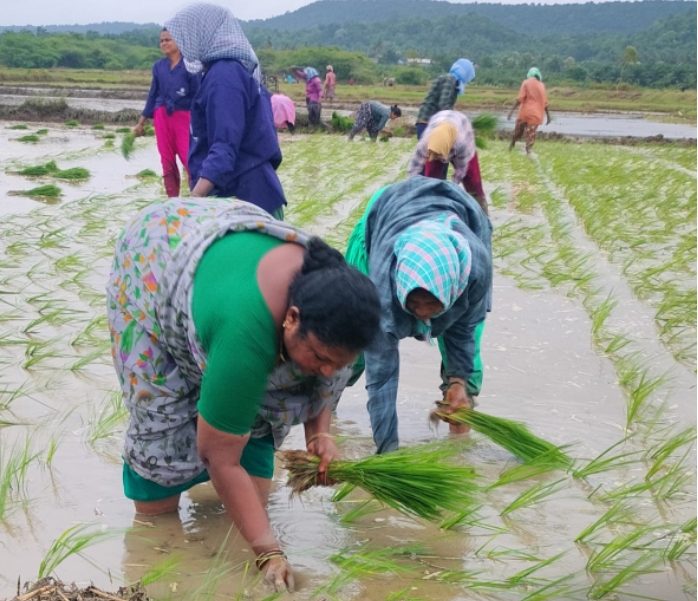 వ్యవసాయ కూలీలతో కలిసి వరి నాటు వేస్తున్న ములకలపల్లి మాజీ జెడ్పిటిసి సున్నం నాగమణి 