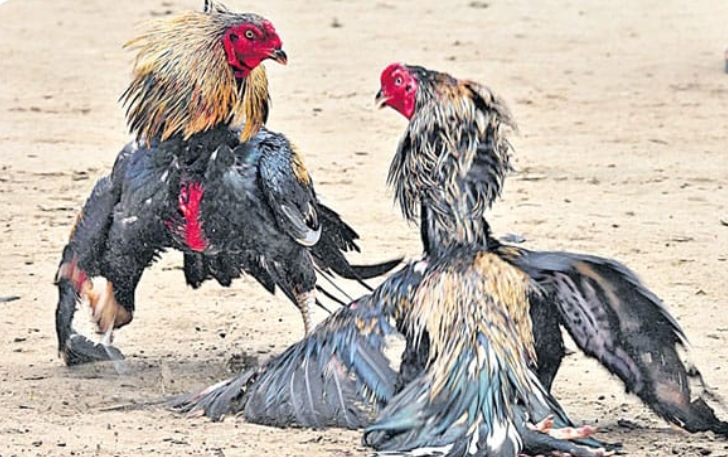 కోడిపందాల స్థావరాలపై టాస్క్ ఫోర్స్ పోలీసులు మరో సారి మెరుపు దాడి