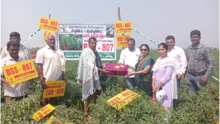 కలాష్ సీడ్స్ తో మిర్చి లో అధిక దిగుబడి