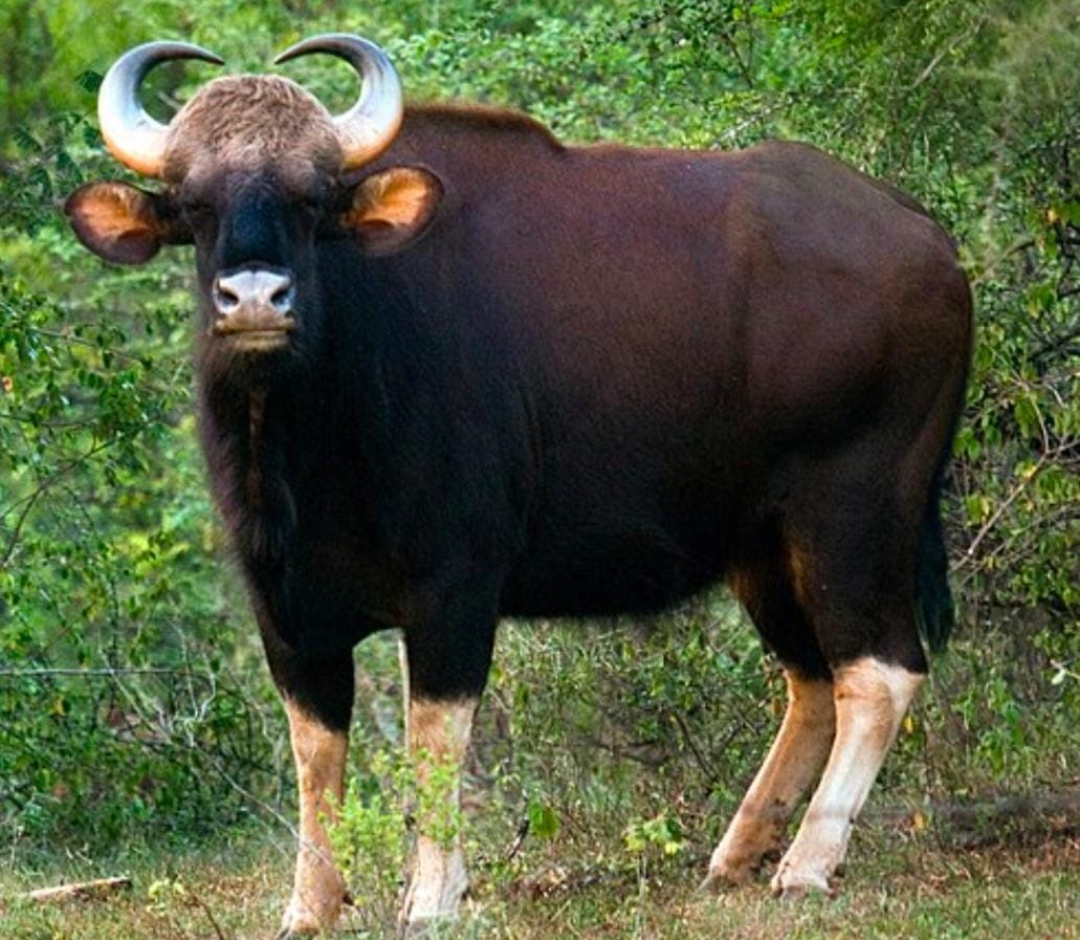 150 ఏండ్ల తర్వాత నల్లమలలో కనిపించిన అడవి దున్న